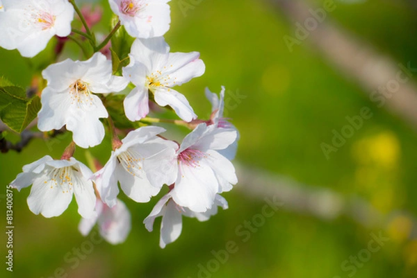 Fototapeta 日本の春の風景、桜の花のクローズアップ、左位置、コピースペース有