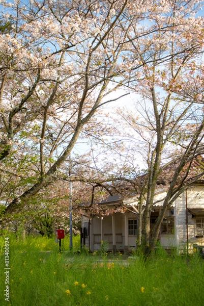 Fototapeta 日本の春の風景、桜と木造駅舎