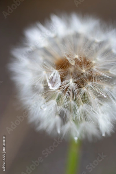 Fototapeta 雨上がりに雫がついたたんぽぽのクローズアップ、正面