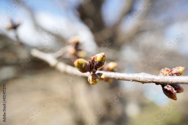 Fototapeta 咲き始めたサクラの蕾