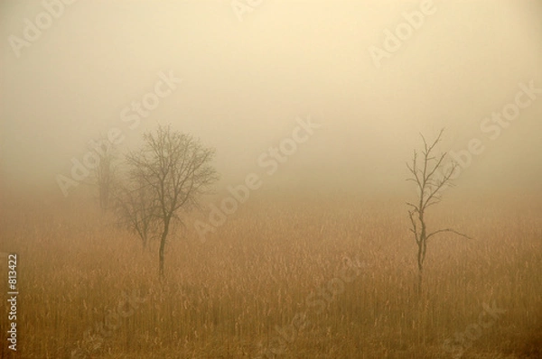 Obraz arbres sortant du brouillard
