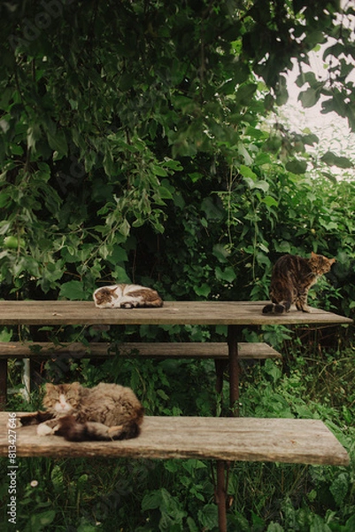 Fototapeta A domestic cats is laying on a old wooden table against a background of green plants. A non-pedigreed cat, circles in blurred background, looks at the camera. A pet in nature. The village, the park