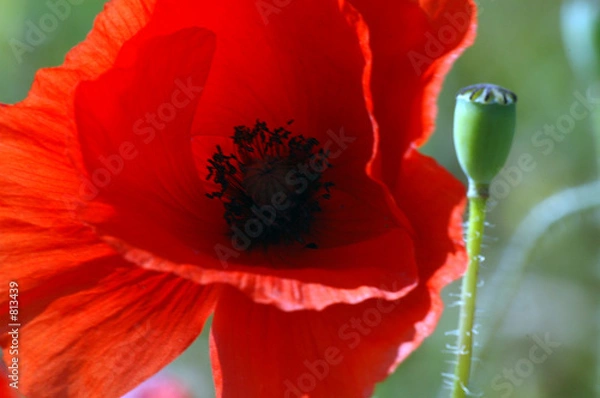 Obraz coquelicot