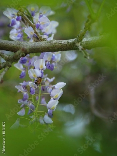 Obraz フジの花の蜜をすいにきたミツバチ