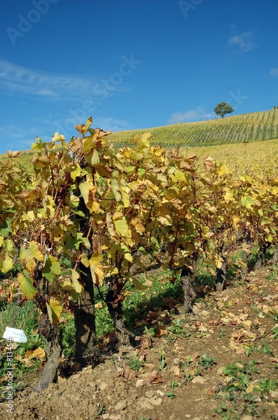 Obraz vignoble