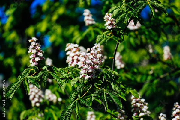 Fototapeta The chestnut flower on the tree is green in spring