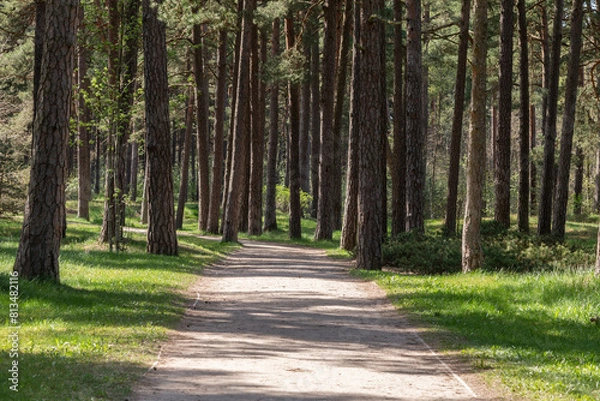 Fototapeta A forest path in a pine forest. Outdoor leisure