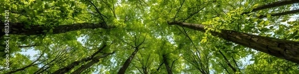Fototapeta forest background landscape