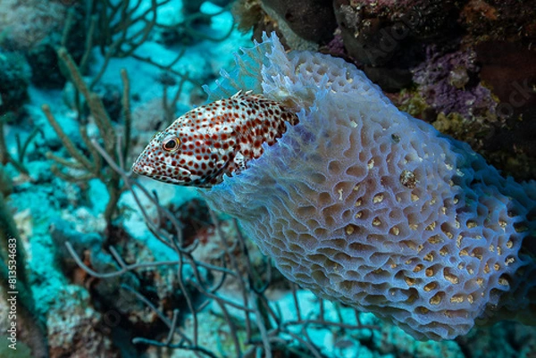 Obraz Graysby grouper hiding in a sponge, Coral reef in Bonaire