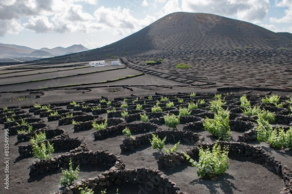 Obraz Vignobles Canariens