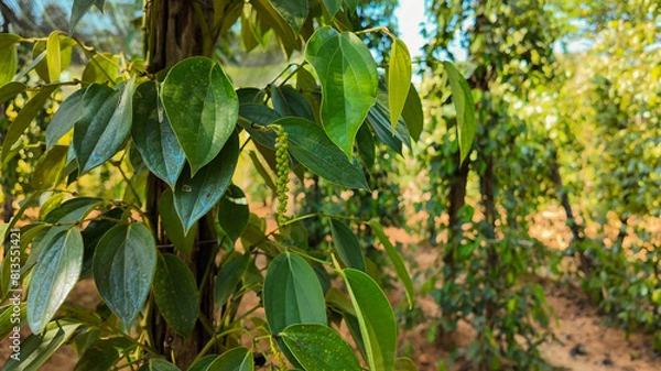 Fototapeta Pepper plantation field, black pepper, red pepper