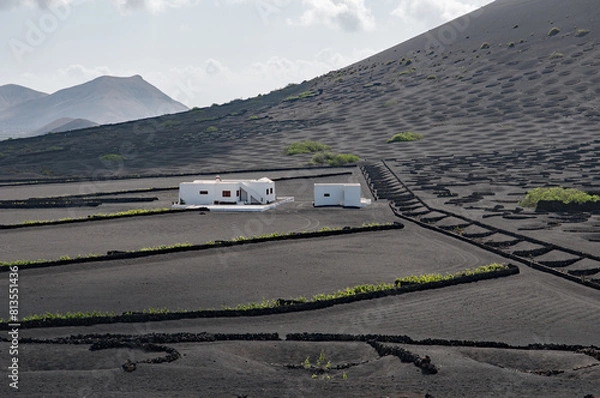 Obraz Vignoble Canarien