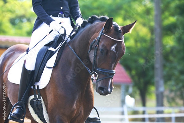 Obraz Closeup of a horse portrait during competition training