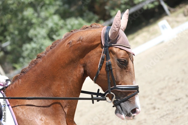 Fototapeta Closeup of a horse portrait during competition training