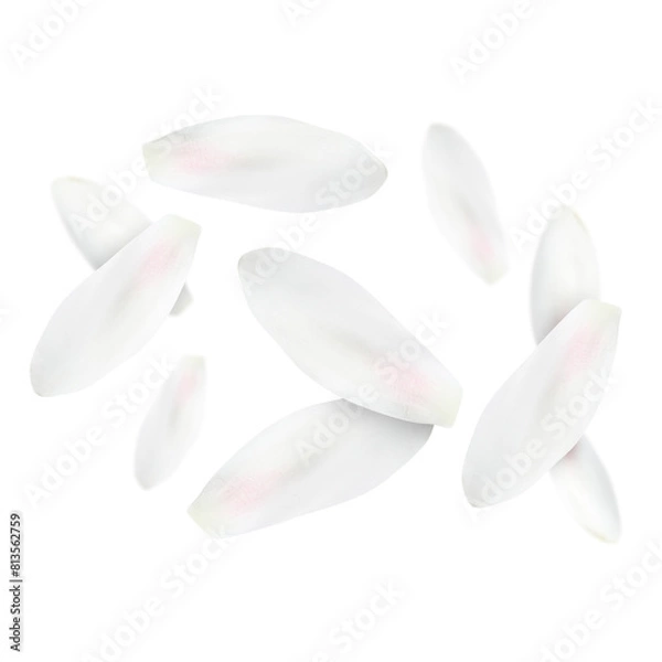 Obraz Lotus flower petals falling on white background
