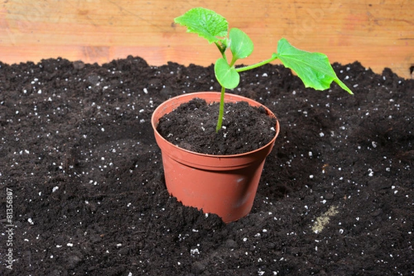 Obraz Gärtner Pflanzen Anzucht Erde Bio