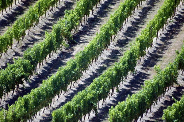 Obraz vignes