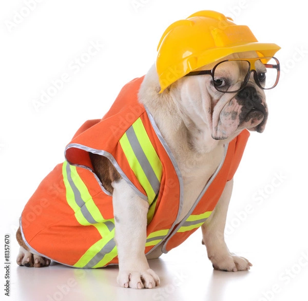 Obraz working dog