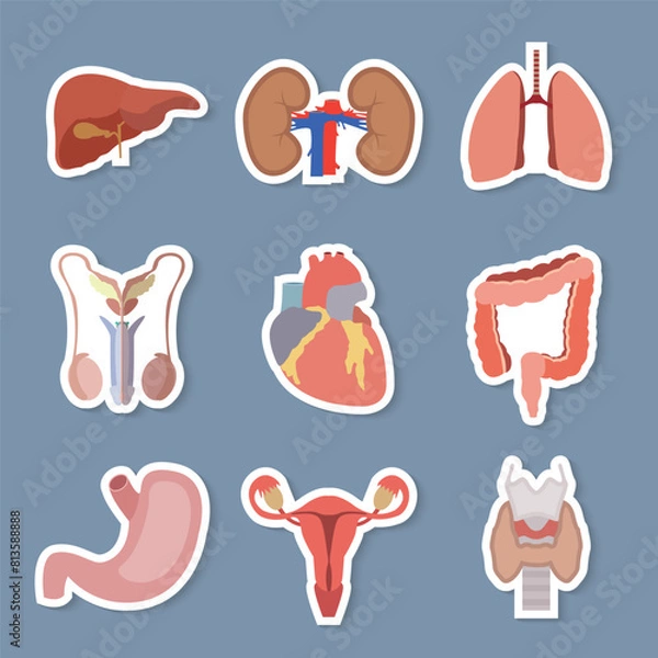 Fototapeta internal organs white back