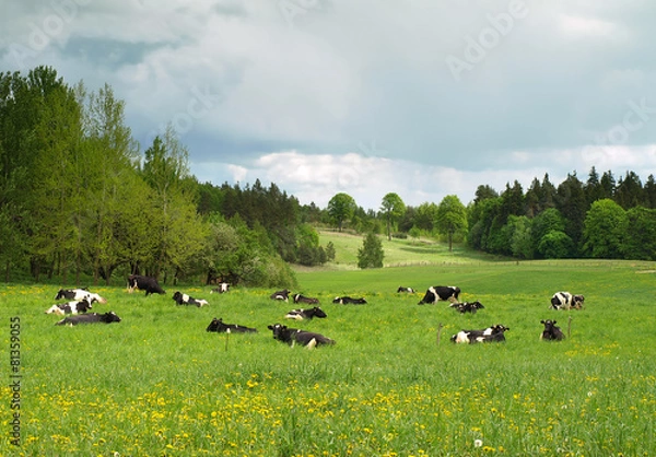 Obraz cows on field