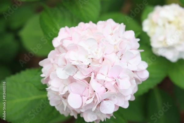 Fototapeta アジサイ（福岡筥崎宮あじさい苑）