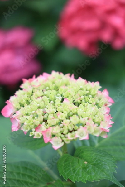 Fototapeta アジサイ（福岡筥崎宮あじさい苑）