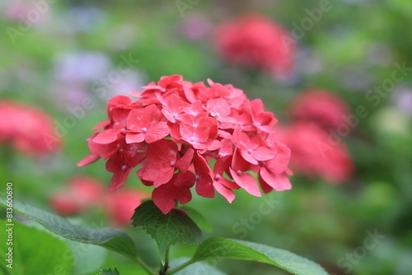 Obraz アジサイ（福岡筥崎宮あじさい苑）