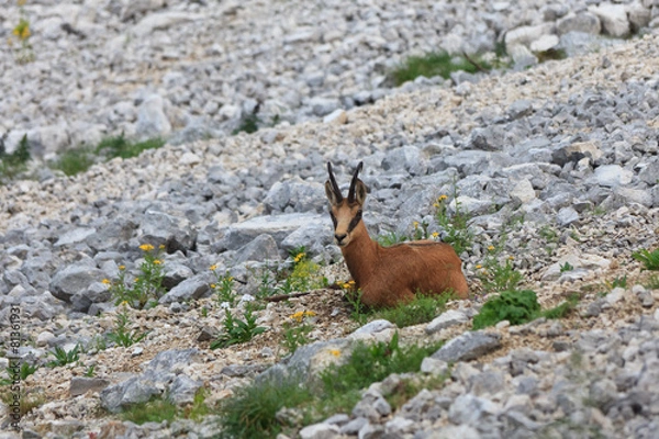 Fototapeta chamois (Rupicapra Carpatica)