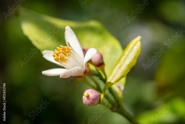 Obraz レモンの花