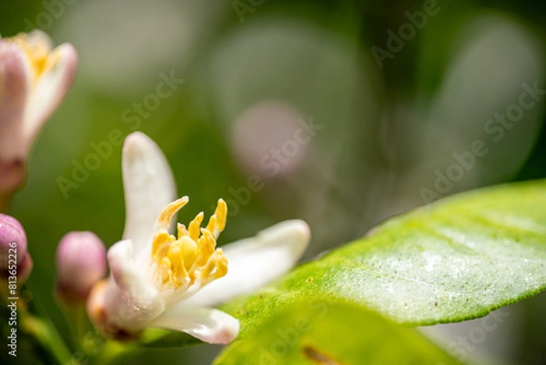 Obraz レモンの花