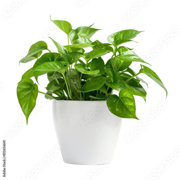 Fototapeta Pothos in white pot isolated on transparent background