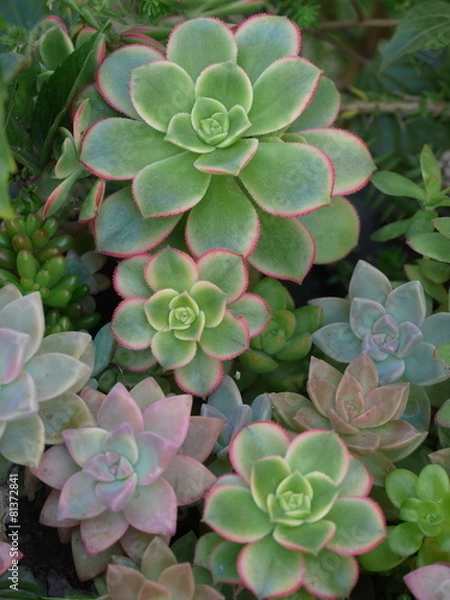 Obraz パステルカラーの多肉植物