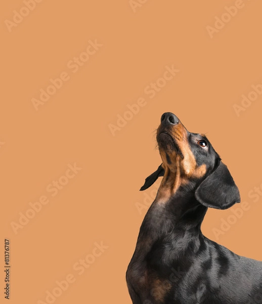Obraz Dachshund looking up
