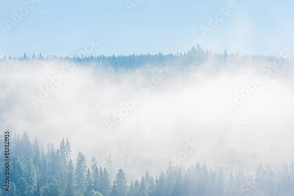 Fototapeta Mist-Enshrouded Forest in Trysil, Norway During an Early Morning