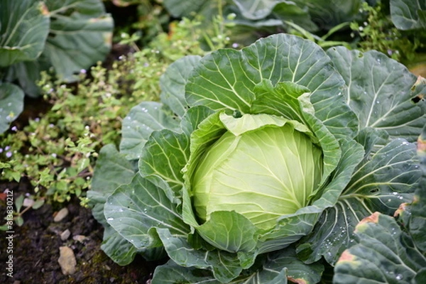 Fototapeta A close-up photograph of a cabbage plant growing in a field, showcasing its leaves with visible insect bite marks and glistening water droplets.