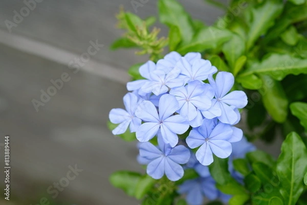 Obraz ルリマツリ