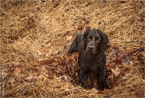 Obraz Black working cocker spaniel digging in the leaf mould