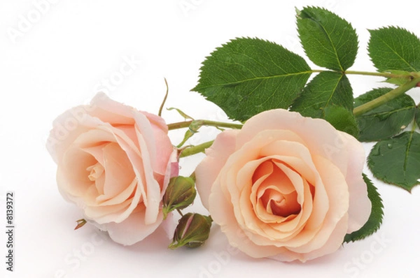 Obraz Peach color rose isolated on white background
