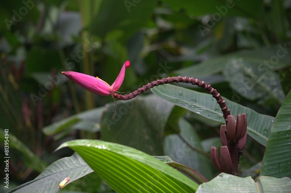 Obraz Wild beautiful and colorful Pink Banana flower (Musa velutina) in the rainforest of Costa Rica