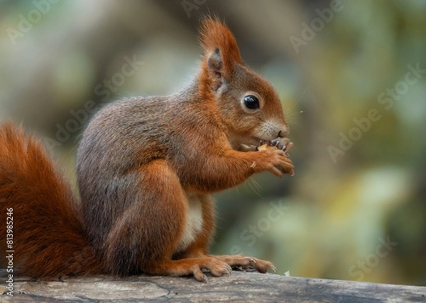 Fototapeta Red squirrel eating a nut