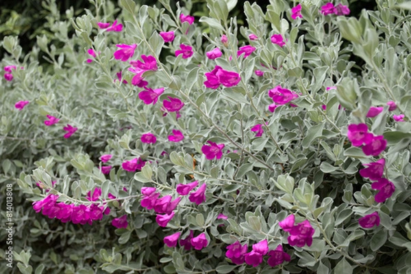 Obraz Eremophila nivea or Silky eremophila is a purple-pink flowers blossom for planted to decorate the garden.