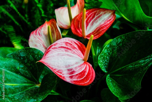 Obraz Red and white anthurium flowers in the garden.