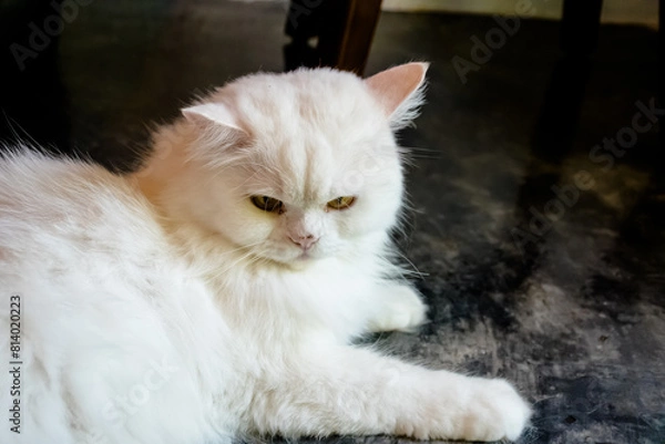 Obraz A fluffy white Persian cat lying on the floor