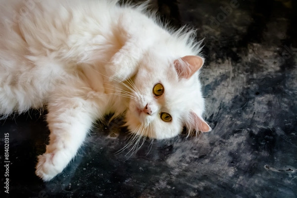 Obraz A fluffy white Persian cat lying on the floor