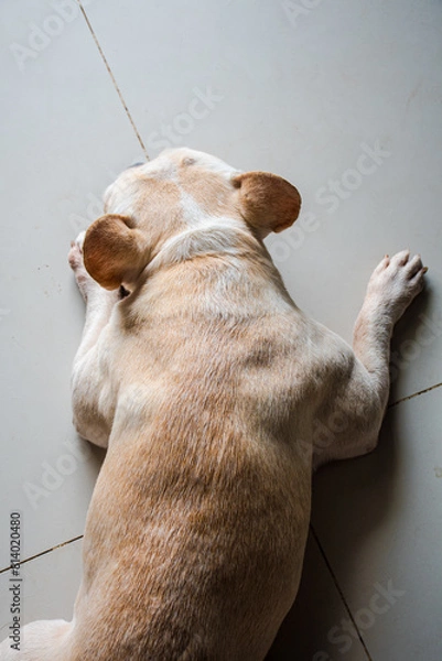 Obraz A sleeping French bulldog on the textile floor