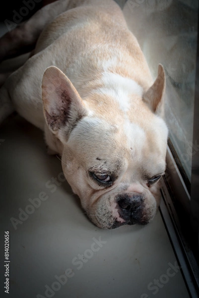 Obraz A French bulldog's lying on the textile floor