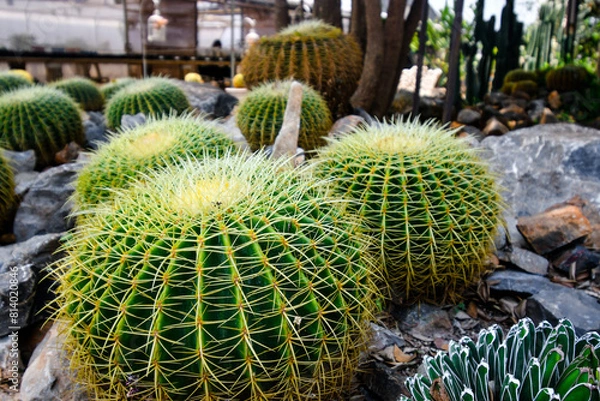 Obraz Spiky-ball cactuses in the garden