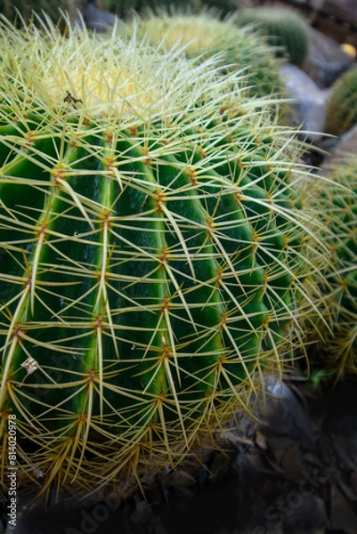 Obraz Spiky-ball cactus in the garden, close-up cactus