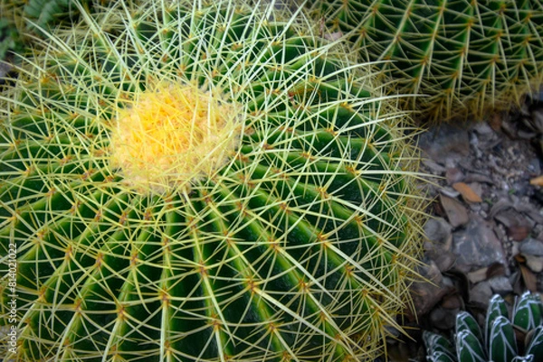 Obraz A spiky ball cactus