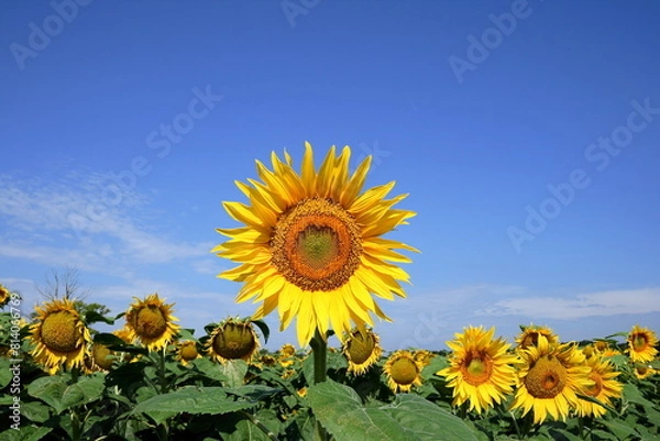 Fototapeta Sunflower.
